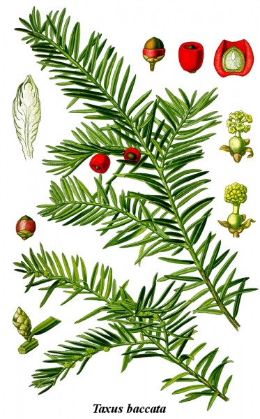 Cleaned-Illustration_Taxus_baccata